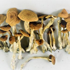 Buy Alacabenzi Magic Mushrooms online - Magic Mushroom Grow