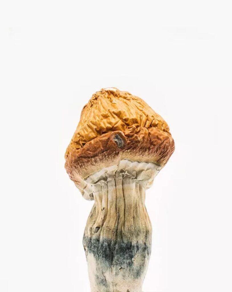 Shroom Delivery: Everything You Need to Know About Ordering
